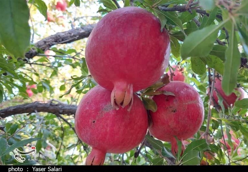 پیشبینی برداشت ۵۰ هزار تن انار از باغهای قم
