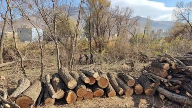 چوب حراج قاچاقچیان بر آینده سبز خراسانجنوبی
