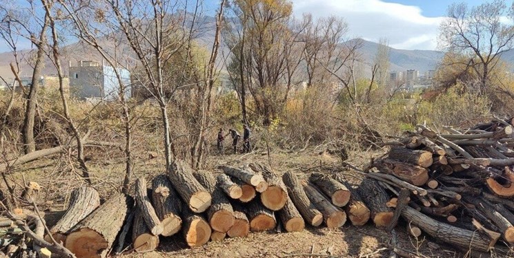 چوب حراج قاچاقچیان بر آینده سبز خراسانجنوبی