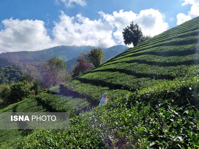 چینچین دامن باغ چای در “تارمه” به سبک و سیاق ژاپنی+ تصاویر