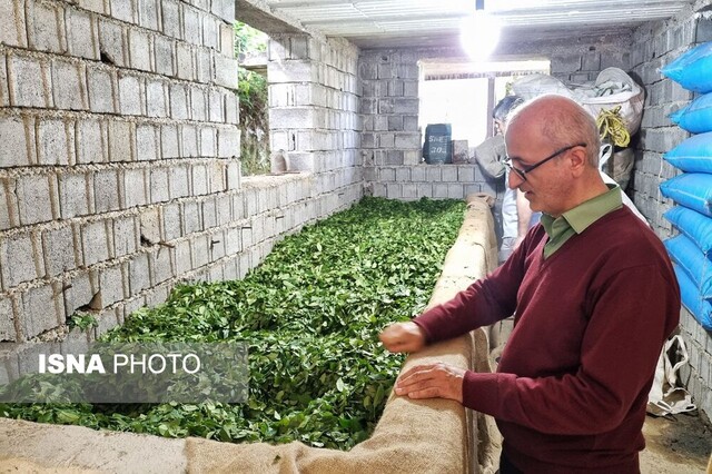 چینچین دامن باغ چای در "تارمه" به سبک و سیاق ژاپنی+ تصاویر