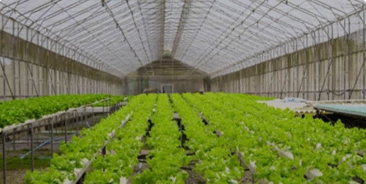 کشت بیش از ۲۷۰۰ هکتار محصولات گلخانهای در جنوب کرمان