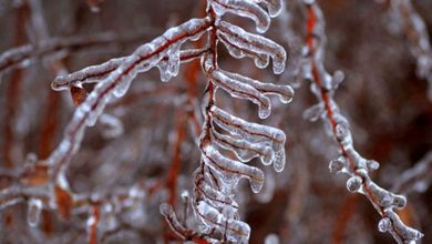 یخبندان شبانه و صبحگاهی در استان کردستان حاکم میشود