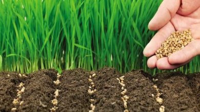 یک ماه از سال زراعی گذشت؛ خبری از نرخهای خرید تضمینی نشد