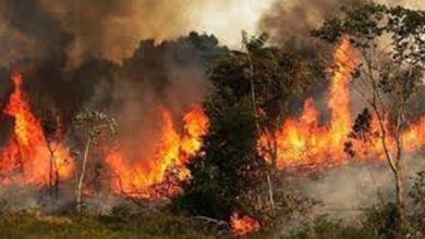 یک هکتار از جنگلهای مرزنآباد در آتش سوخت