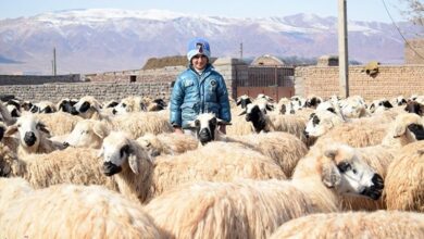 ۲۰۰۰ رأس از گلههای گوسفندی همدان اصلاح نژاد شد