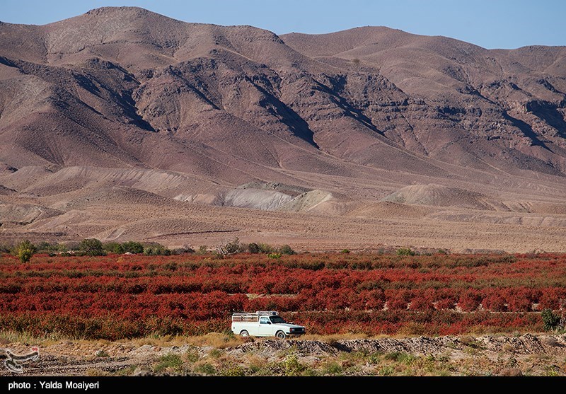 ۴کیلو زرشک به اندازه یک بشکه نفت ارزآوری دارد/ زرشک خراسان جنوبی اسیر خامفروشی
