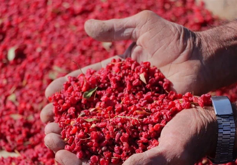 ۴کیلو زرشک به اندازه یک بشکه نفت ارزآوری دارد/ زرشک خراسان جنوبی اسیر خامفروشی