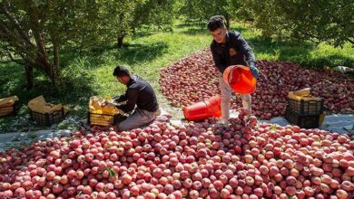 ۴۸ هزار تن سیب سالانه در بروجرد تولید میشود