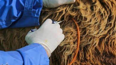 آغاز طرح محرومیتزدایی دامپزشکی در مناطق محروم سیستان و بلوچستان