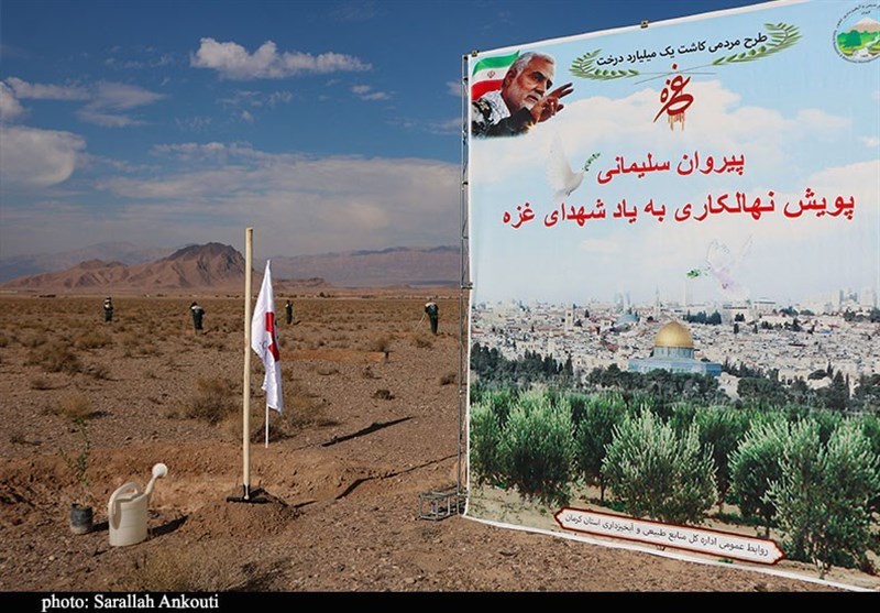 آغاز کاشت ۵۴۰ هزار اصله نهال در کرمان + تصویر