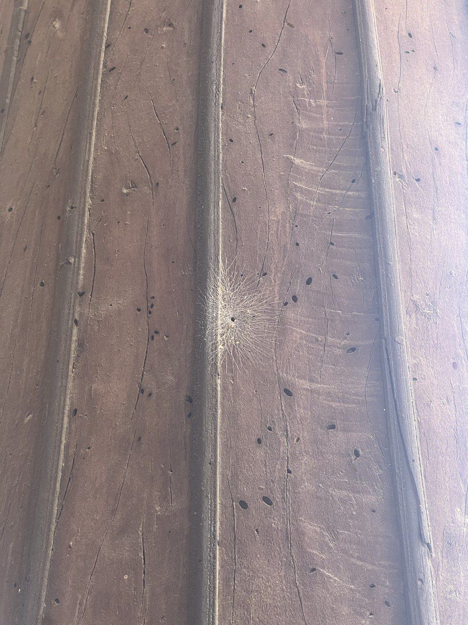 آیا موریانهها به ستونهای چهلستون حمله کردهاند؟ + تصاویر