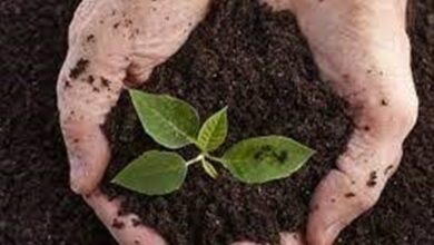 اجرای طرح جهش تولید در ۴۳۰ هزار هکتار از اراضی دیم استان همدان