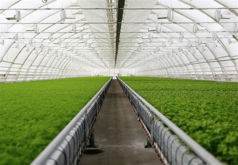 احداث ۵۰ هکتار گلخانه در استان چهارمحال و بختیاری