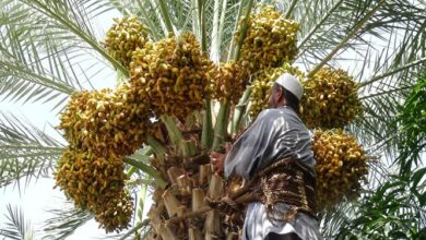 احیای نخلستانهای درجه دو و سه خرما و باغات گردو از طریق کشت بافت گیاهی