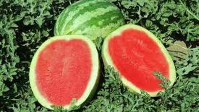 اخذ عوارض از محصولات کشاورزی آببر صادراتی