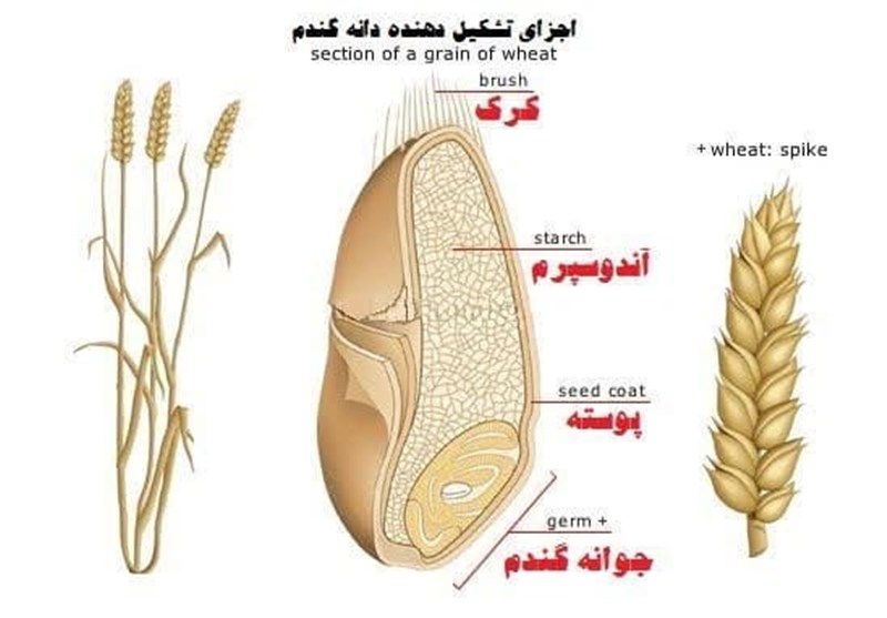 استان مرکزی پیش از استانهای دیگر نهضت احیای نان کامل را اجرایی کرد
