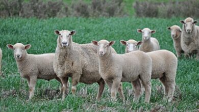 استرالیا گوسفند رایگان میدهد