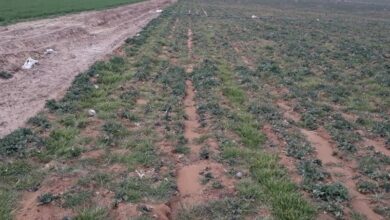 افت شدید قیمت بیتکوین، ساخت شهرک ۱۲ هکتاری رمزارز زنجان را منتفی کرد