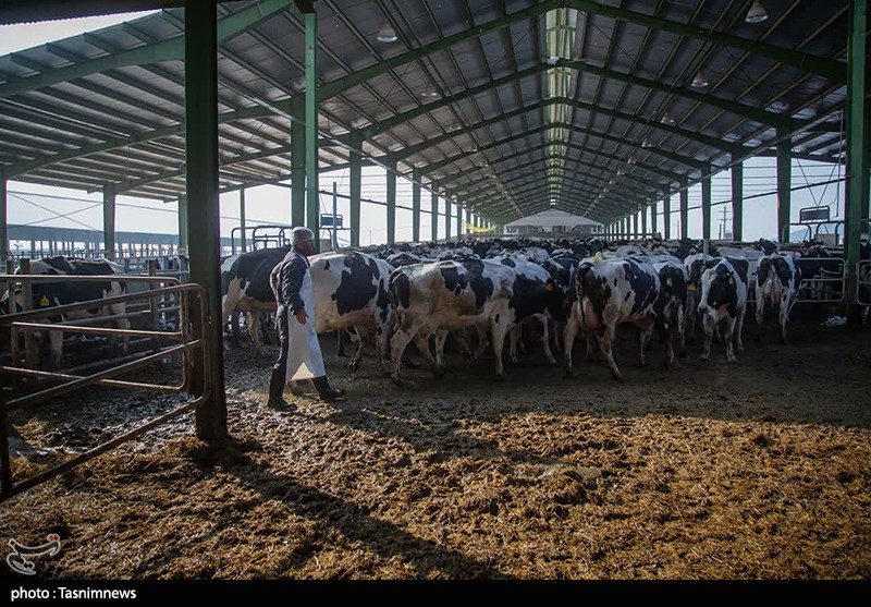 افتتاح استخر کارگران و گاوداری ۱۰۰۰ رأسی دیواندره با حضور وزیر تعاون