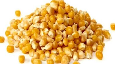 افزایش قیمت خوراک دام و طیور و دانههای روغنی در بازارهای جهانی