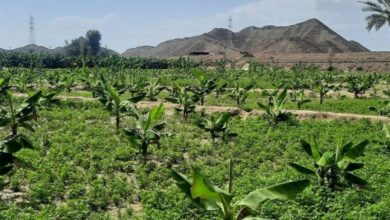 افزایش ۲۰۰ هکتاری موزستانهای شهرستان دشتیاری