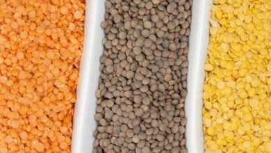 امکان خودکفایی در تولید حبوبات با ۳ اقدام/ سالانه ۸۰ هزار تن عدس از کانادا وارد میکنیم