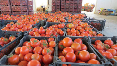 بارندگیهای جنوب گوجه فرنگی را گران کرد/ افزایش ۱۰ هزار تومانی در میادین