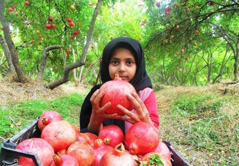 برداشت یاقوت سرخ در کوهدشت + تصاویری زیبا از بزرگترین انارستان ایران