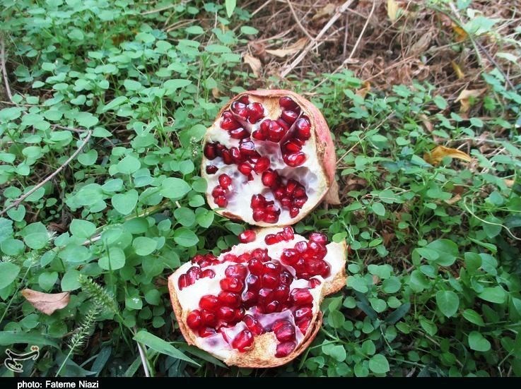 استان لرستان , کشاورزی ,