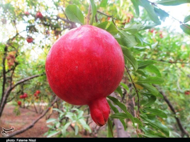 استان لرستان , کشاورزی ,