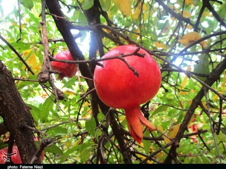 استان لرستان , کشاورزی ,