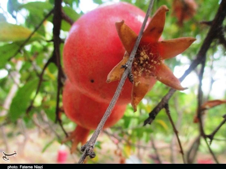 استان لرستان , کشاورزی ,