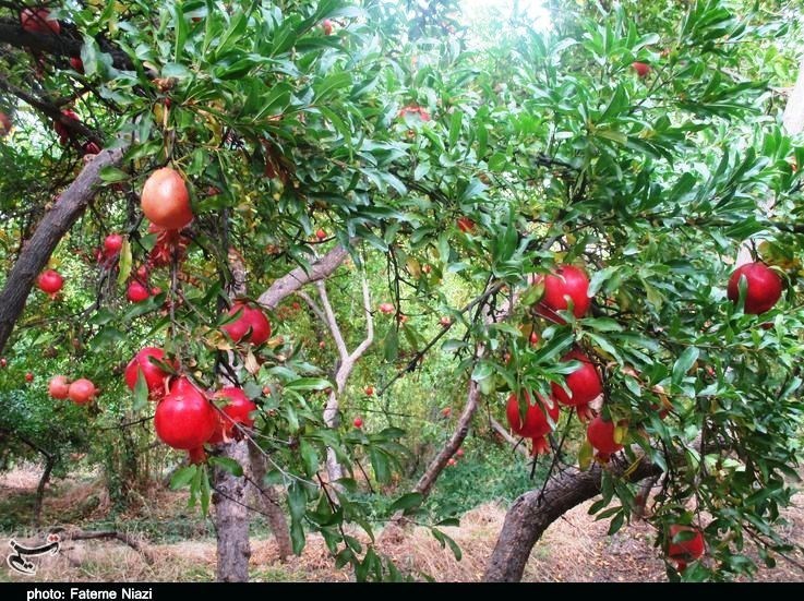 استان لرستان , کشاورزی ,