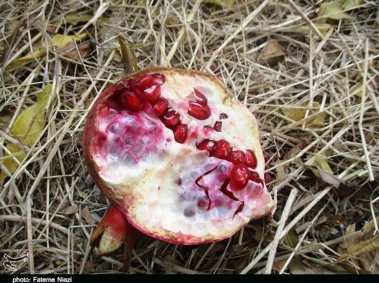 استان لرستان , کشاورزی ,