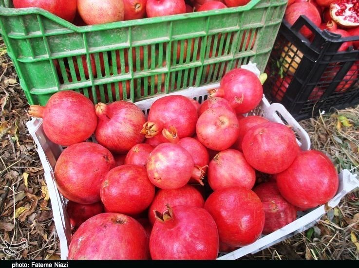 استان لرستان , کشاورزی ,