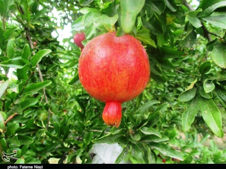 استان لرستان , کشاورزی ,