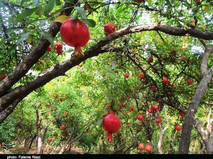 استان لرستان , کشاورزی ,