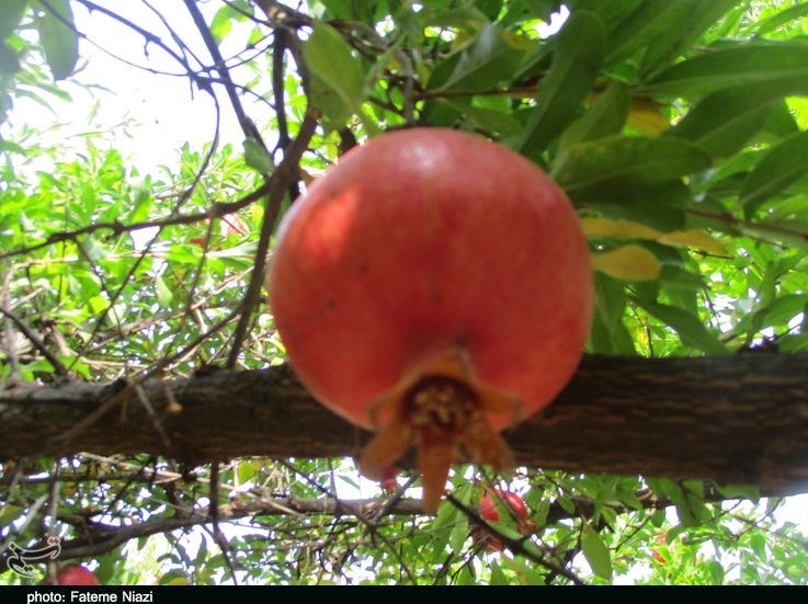 استان لرستان , کشاورزی ,