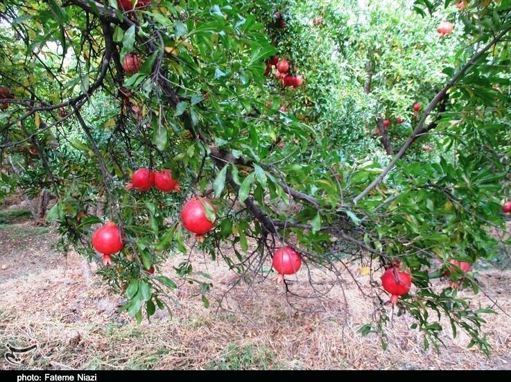 استان لرستان , کشاورزی ,