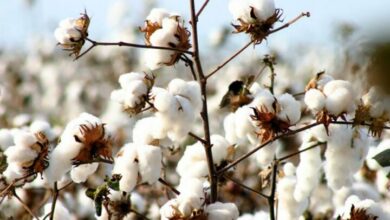 برنامه جامع تولید پنبه تدوین میشود