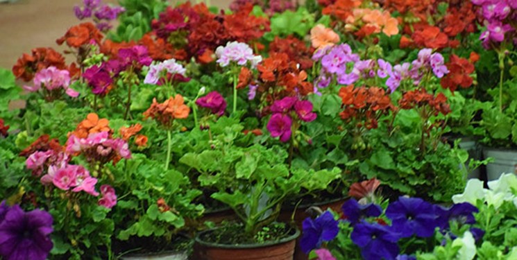 بزرگترین فرش سرگل قاره کهن ۱۷ آبان در محلات پهن میشود