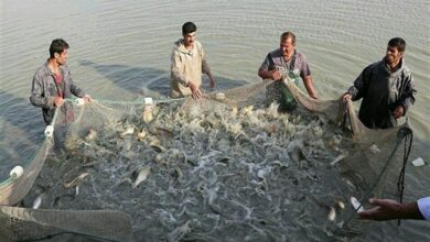 بودجه ۷۰ میلیاردی شیلات بابل برای توسعه آبزیپروری