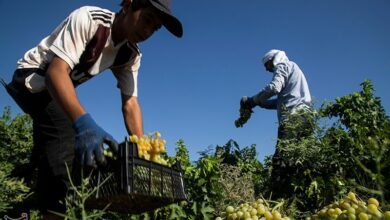 تاکستانهای ملایر در معرض سرطان/ ادعای یک باغدار: سموم را به باغداران نرساندند