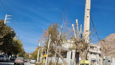 تصویر غمانگیز درختان در سیسخت