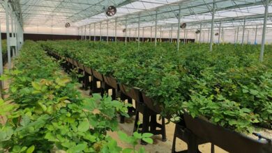 تعرفه آب مصرفی کشتهای گلخانهای به نرخ مصوب فعالیتهای کشاورزی محاسبه میشود