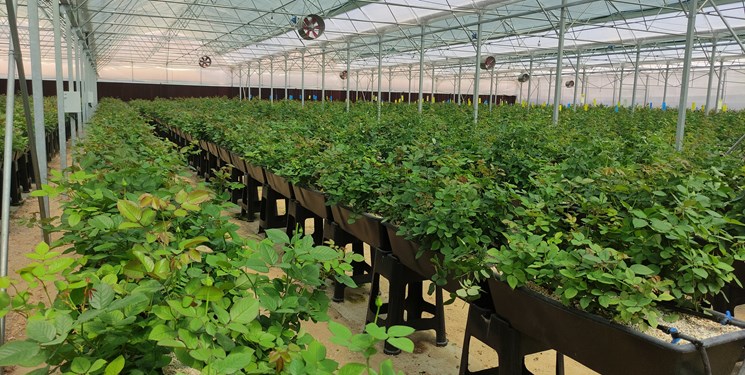 تعرفه آب مصرفی کشتهای گلخانهای به نرخ مصوب فعالیتهای کشاورزی محاسبه میشود