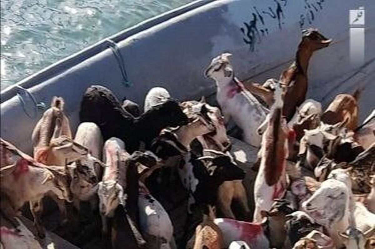 توقیف شناور حامل دام قاچاق در آبهای خلیج فارس