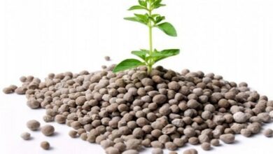 تولید کود فسفات در کشور ۵۰۰ هزار تن افزایش مییابد