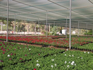 تولید ۱۵ هزار جعبه نشاء گُل فصلی کشت پاییزه در کرمانشاه